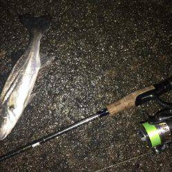 シャッドにメバル