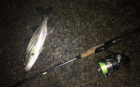 シャッドにメバル