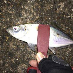 アジとメバルとガシラと