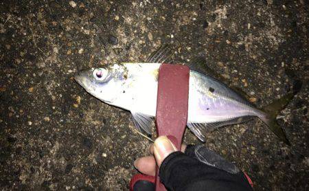 アジとメバルとガシラと