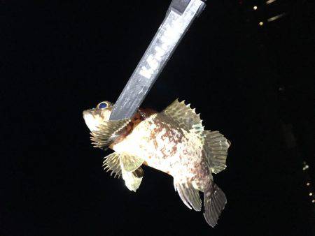 釣り初め、1投目からイキナリ…