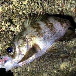 ライトゲームは楽しい。