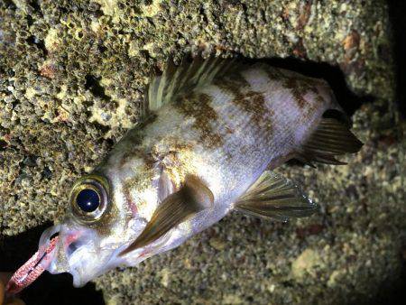 ライトゲームは楽しい。