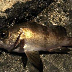 メバルシーズン