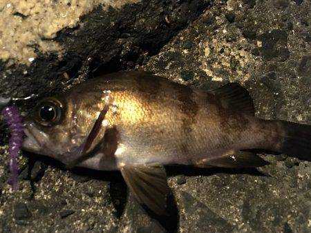 メバルシーズン