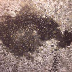 今年は少ない？