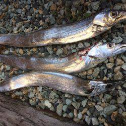 太刀魚まだいるかな？