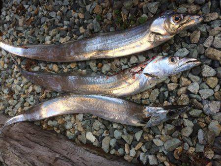 太刀魚まだいるかな？