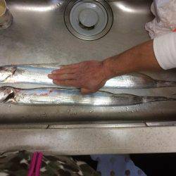 まだまだ、太刀魚