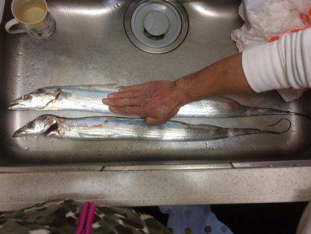 まだまだ、太刀魚