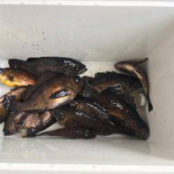 大晦日メバリング