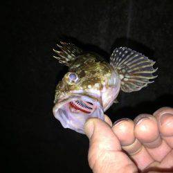 メバリング&ガシリング