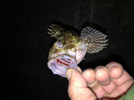 メバリング&ガシリング