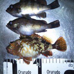 初釣行！メバリング