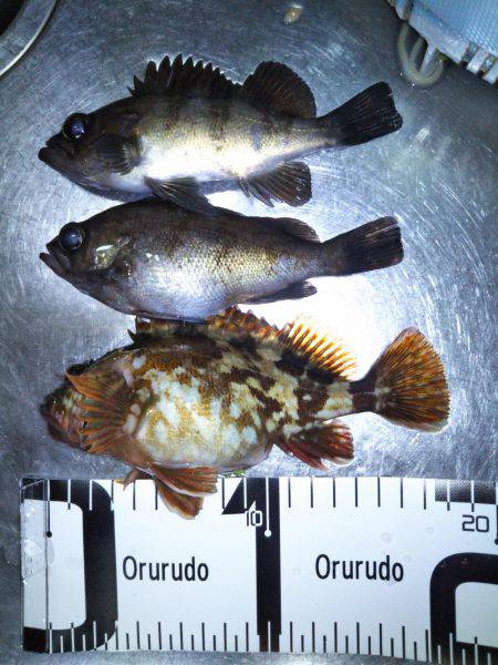 初釣行！メバリング