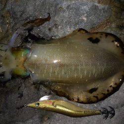 でかイカ求めて…