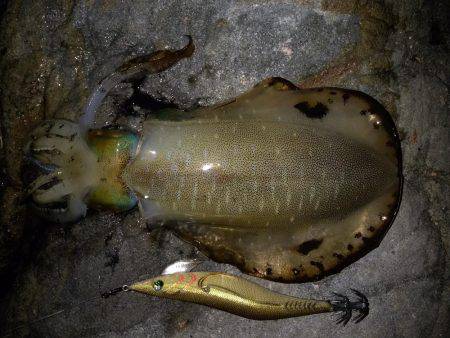 でかイカ求めて…