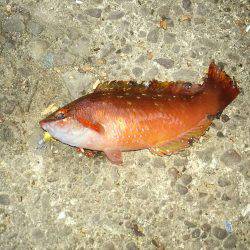 久しぶりの下津周辺釣行