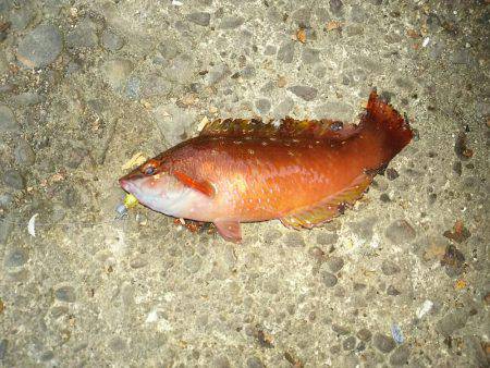 久しぶりの下津周辺釣行