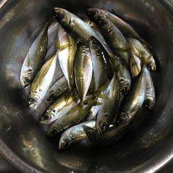 数は釣れるもサイズは…