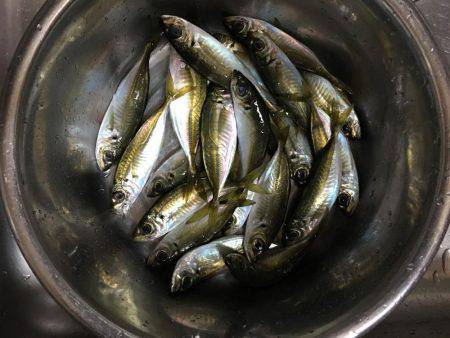 数は釣れるもサイズは...