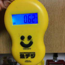 年初めのアオリ調査