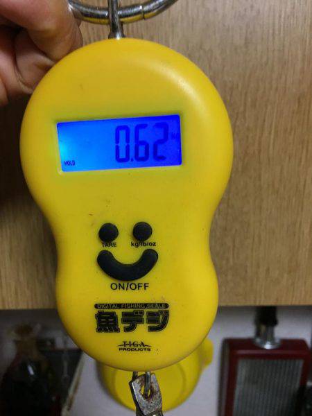 年初めのアオリ調査