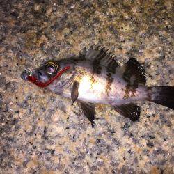 泉南メバル好調