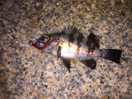 泉南メバル好調