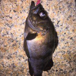 泉南メバル爆釣でした