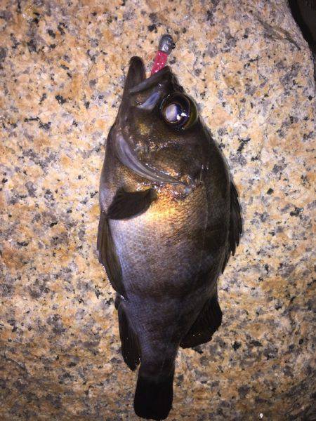 泉南メバル爆釣でした