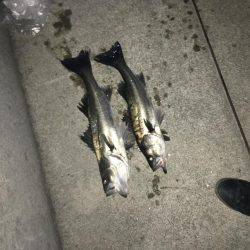 マイワシパターンのシーバスキャッチ成功