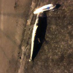 マイワシパターンのシーバス健在も…