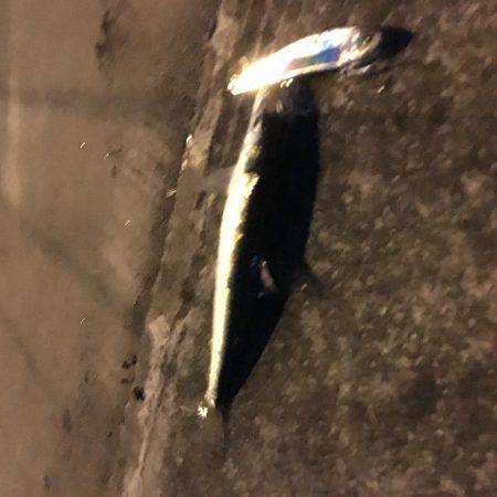 マイワシパターンのシーバス健在も…