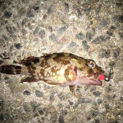 2017年初釣り滑り出し好調٩(๑❛ᴗ❛๑)۶