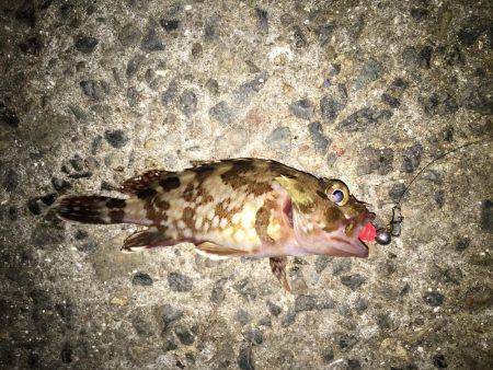 2017年初釣り滑り出し好調٩(๑❛ᴗ❛๑)۶