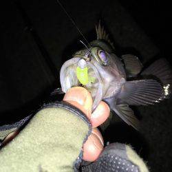 新規開拓メバリング