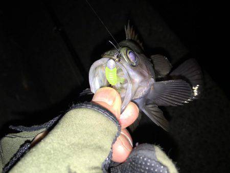 新規開拓メバリング