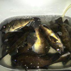 メバル絶好調です