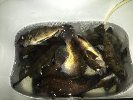 メバル絶好調です