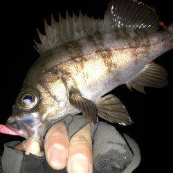 ロックフィッシュ♩