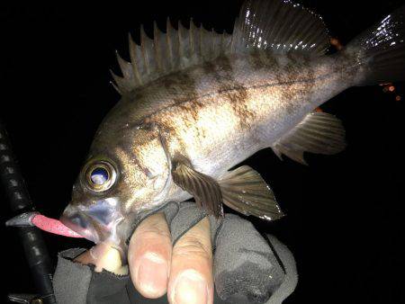 ロックフィッシュ♩