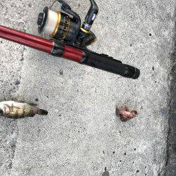 初釣りはイマイチ