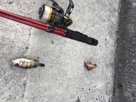 初釣りはイマイチ