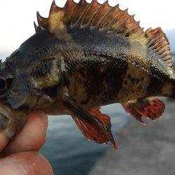 遠征！メバル調査(^.^)