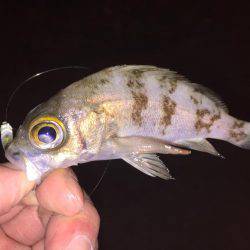 キワガシラ(^.^)