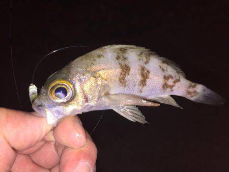 キワガシラ(^.^)