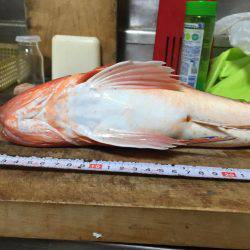 今日はホウボウ