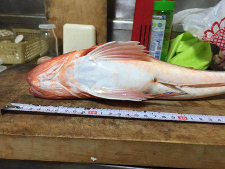 今日はホウボウ