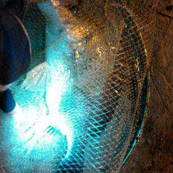 アジングで色々